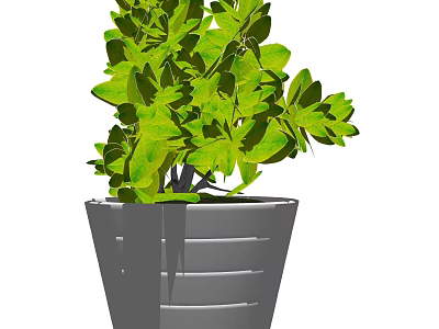 Bonsai Potted Plant With Lush Green Leaves In Modern Gray Striped Pot 3d model