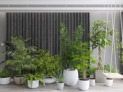Indoor Bonsai and Potted Plants with Various Greenery and Decorative White Planters 3d model