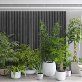 Indoor Bonsai and Potted Plants with Various Greenery and Decorative White Planters