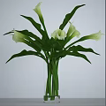 Elegant White Calla Lilies Arrangement With Long Green Stems And Large Leaves In Vase