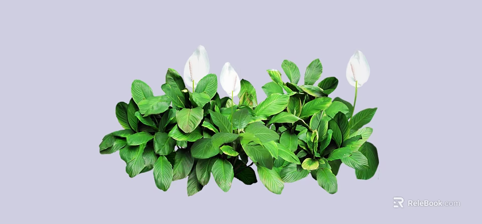 Lush Green Leafy Plants With White Flowers And Vibrant Foliage For Indoor Decor 3d model 