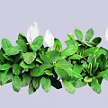 Lush Green Leafy Plants With White Flowers And Vibrant Foliage For Indoor Decor