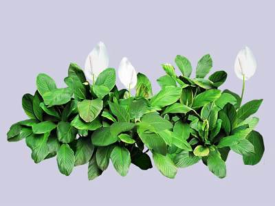 Lush Green Leafy Plants With White Flowers And Vibrant Foliage For Indoor Decor 3d model