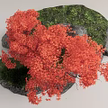 Red Maple Acer Maple Landscape Tree Model Tree 3d model