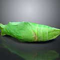 Green Leaf Wrapped Food Roll With Fresh Texture And Organic Appearance