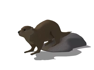 Reptile Standing On Gray Rock With Natural Shadow In Studio Setting 3d model