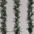 Tall Green Vines With White Flowers Arranged In A Row For Decoration