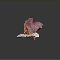 Pink And Orange Scallop With Textured Shell On White Base And Black Background