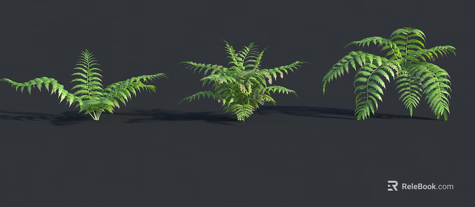 Green Ferns 3D Model Display With Multiple Plants On Black Background 3d model 