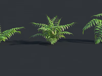 Green Ferns 3D Model Display With Multiple Plants On Black Background 3d model