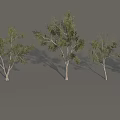 Tall Deciduous Trees With Green Foliage And White Trunks Arranged In Row