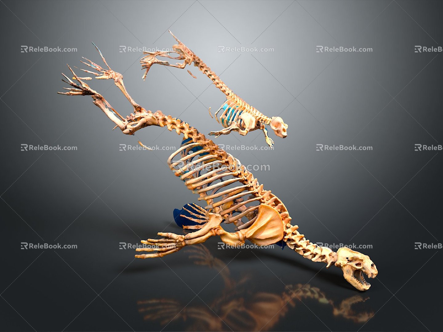 Modern Skeleton Animal Skeleton Lion Skeleton Skeleton 3d model