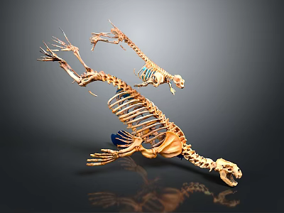 3D Rendered Medical Device Skeletal Model For Anatomical Study And Teaching 3d model