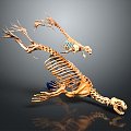 Modern Skeleton Animal Skeleton Lion Skeleton Skeleton 3d model