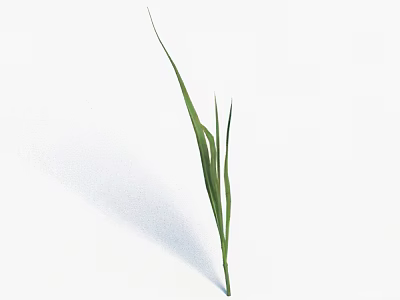 Vibrant Green Grass With Fresh Leaves Isolated On White Background 3d model