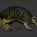 Armadillo With Detailed Shell Texture Standing On Gray Background Showcasing Natural Form 3d model