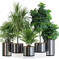 Various Green Potted Plants In Stylish Metal Pots For Indoor Decor