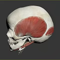 Human Skull Anatomical Model With Red Muscle Structure And Educational Medical Features