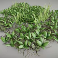 Lush Green Plants With Vibrant Leaves And Exposed Roots Growing Densely Together