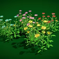 Colorful flowering plants with various colored blooms stems and leaves on green background