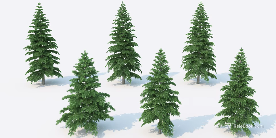 Multiple Tall Evergreen Trees With Lush Green Foliage And Shadows On White Background 3d model 