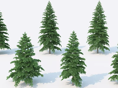Multiple Tall Evergreen Trees With Lush Green Foliage And Shadows On White Background 3d model