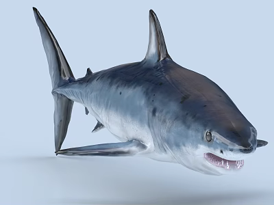 Aquatic Animal Shark With Open Mouth Sharp Teeth And Streamlined Body 3d model