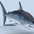 Aquatic Animal Shark With Open Mouth Sharp Teeth And Streamlined Body 3d model