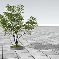 Lush Green Arbor with Slim Trunk on Gray Tiled Open Ground 3d model