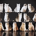 Different Breeds of Sitting Cats in Three Rows With Black Background White Gray Orange Colors