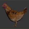 Brown Chicken With Red Comb And Wattles Spreading Wings On Gray Background