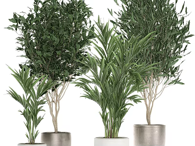 Lush Indoor Potted Plants With Various Green Foliage In Metal And White Pots 3d model