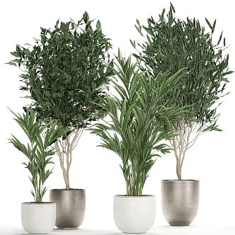 Modern Bonsai Green Plant 3d model