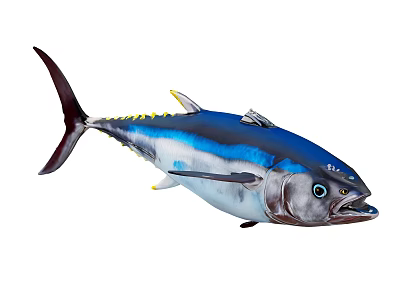 Blue Gray Yellowfin Tuna With Yellow Fins Detailed Body And Swimming Posture 3d model