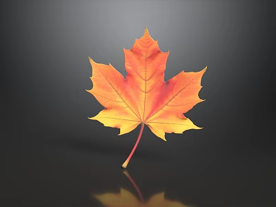 Vibrant Orange Yellow Maple Leaf Display On Dark Background With Reflection 3d model