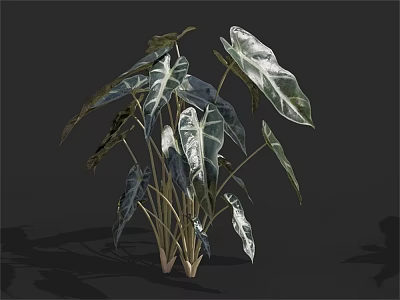 Lush Tropical Leafy Plant With Large Green And White Variegated Leaves 3d model