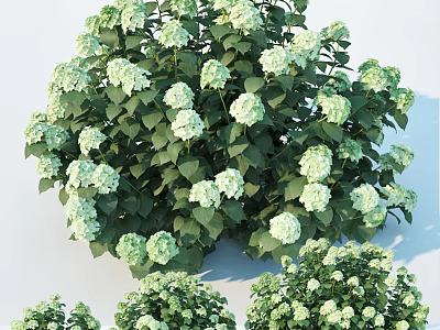 Lush Green Shrub With White Flowers And Dense Foliage For Garden Landscaping 3d model