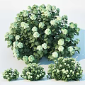 Lush Green Shrub With White Flowers And Dense Foliage For Garden Landscaping