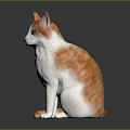 Orange And White Cat With Green Eyes Sitting On Glossy Black Surface