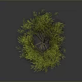 Isolated Tree With Vibrant Green Leaves And Brown Trunk In Gray Background