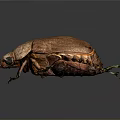 Brown Beetle With Shiny Textured Shell And Colorful Legs On Dark Surface