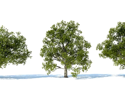 Modern Tree Shrub Plant Outdoor Landscape 3d model Modern Tree Shrub Plant Outdoor Landscape 3d model