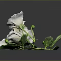 Blooming White Roses With Fresh Green Leaves And Stems And Reflection On Dark Background