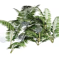 Bonsai Potted Plants Featuring Large Green Palm Like Leaves And Decorative Indoor Foliage