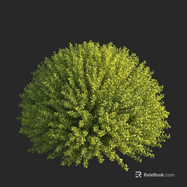 Round Shaped Green Shrub With Lush Dense Foliage And Vibrant Leaf Texture 3d model