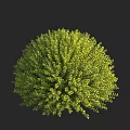 Round Shaped Green Shrub With Lush Dense Foliage And Vibrant Leaf Texture 3d model