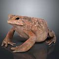 Detailed View of Brown Spotted Toad on Gray Background with Shiny Surface