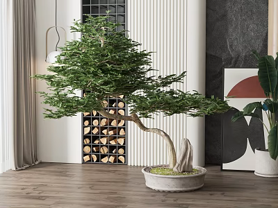 Modern Indoor Bonsai Tree in Concrete Pot with Wooden Floor and Storage Rack 3d model