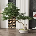 Modern Indoor Bonsai Tree in Concrete Pot with Wooden Floor and Storage Rack