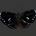 Black Butterfly With White Spotted Wings And Red Accents Against Dark Background With Reflective Surface